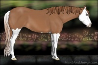 Horse Color:Chestnut Splash 