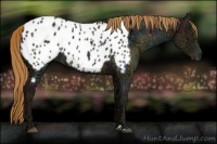 Horse Color:Midnight Red Dun Ice Appaloosa