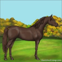 Horse Color:Liver Chestnut 