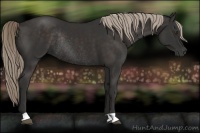 Horse Color:Liver Chestnut Rabicano 