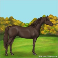 Horse Color:Liver Chestnut 