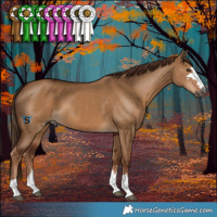 Horse Color:Gray Red Dun