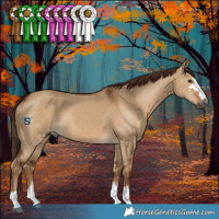 Horse Color:Gray Red Dun