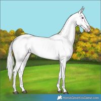 Horse Color:Chocolate Silver Brown Chinchilla Appaloosa 