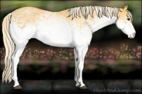 Horse Color:White Spotted Palomino