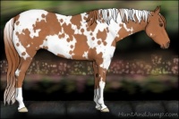 Horse Color:White Spotted Chestnut 