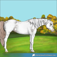 Horse Color:White Spotted Liver Chestnut Appaloosa Rabicano 