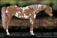 Horse Color:White Spotted Chestnut Varnish Rabicano 