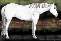 Horse Color:Smoky Black Sabino Rabicano 