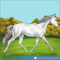 Horse Color:White Spotted Palomino Blanket Rabicano 