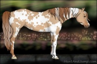 Horse Color:White Spotted Red Dun 