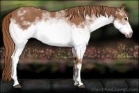 Horse Color:White Spotted Chestnut Frame 