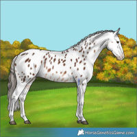 Horse Color:Liver Chestnut Tobiano Appaloosa Rabicano 