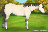 Horse Color:Buckskin Dun Splash 