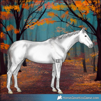 Horse Color:Gray White Spotted Bay Tobiano Rabicano 