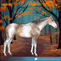 Horse Color:White Spotted Bay Dun