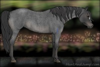Horse Color:Blue Roan 