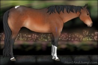 Horse Color:Bay Tobiano 
