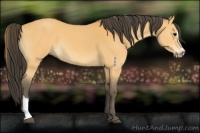 Horse Color:Buckskin Sabino 
