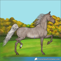 Horse Color:Silver Blue Roan 