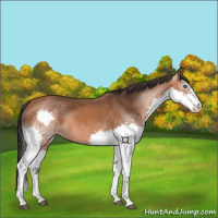 Horse Color:Bay Splash 