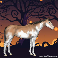 Horse Color:Bay Splash