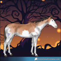 Horse Color:Bay Splash 