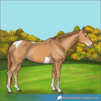 Horse Color:Chestnut Tobiano