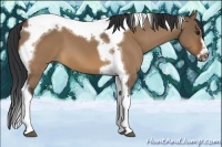 Horse Color:Bay Dun Splash Tobiano Frame 