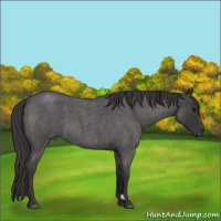 Horse Color:Smoky Blue Roan 