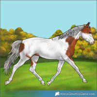Horse Color:Silver Brown Tobiano Frame 