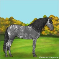 Horse Color:Black Ice Rabicano 