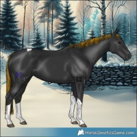 Horse Color:Painted Black Tobiano 