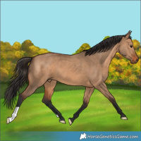 Horse Color:Bay Dun