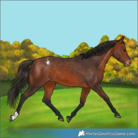 Horse Color:Bay Appaloosa 