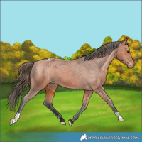 Horse Color:Bay Appaloosa 