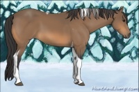 Horse Color:Buckskin Tobiano