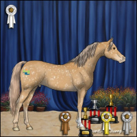 Horse Color:Palomino Roan Appaloosa