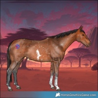 Horse Color:Bay Tobiano 