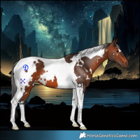 Horse Color:White Spotted Bay Tobiano