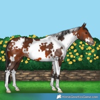 Horse Color:White Spotted Bay 