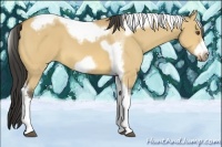 Horse Color:Buckskin Dun Tobiano Frame 