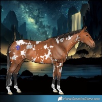 Horse Color:White Spotted Bay 
