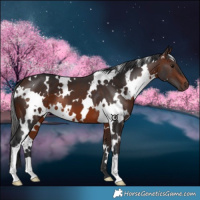 Horse Color:White Spotted Brown 
