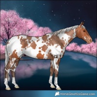 Horse Color:White Spotted Silver Bay Appaloosa 