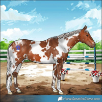 Horse Color:White Spotted Silver Bay 