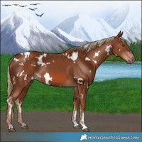 Horse Color:White Spotted Chestnut 