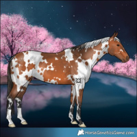 Horse Color:White Spotted Bay 