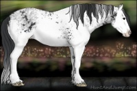 Horse Color:White Spotted Black Ice Splash