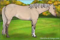Horse Color:Silver Bay Dun 